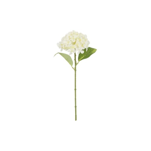 En enkelt stilk med hvid hortensia blomst og to grønne blade på hvid baggrund. (1)
