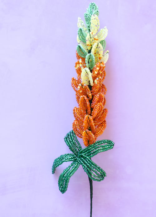 Lupin perleblomst (3)