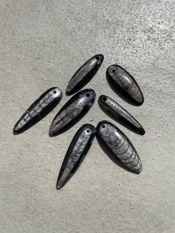 Orthoceras - Kvalitet A billede 7