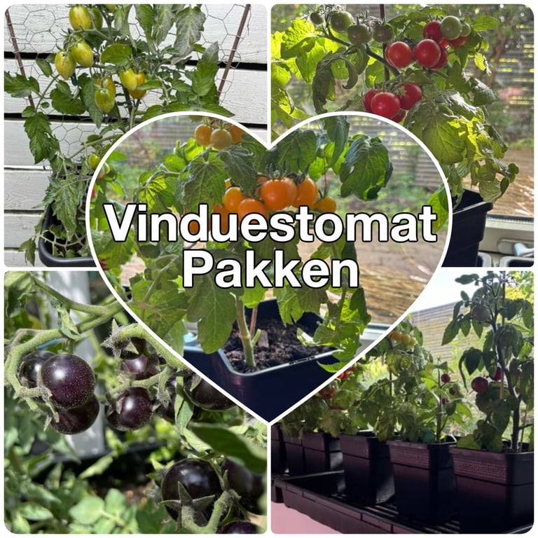 Collage af forskellige vinduestomatplanter med tomater i farverne gul, rød, orange og lilla, sat i sorte potter på en vindueskarm, med teksten "Vinduestomat Pakken" i midten.