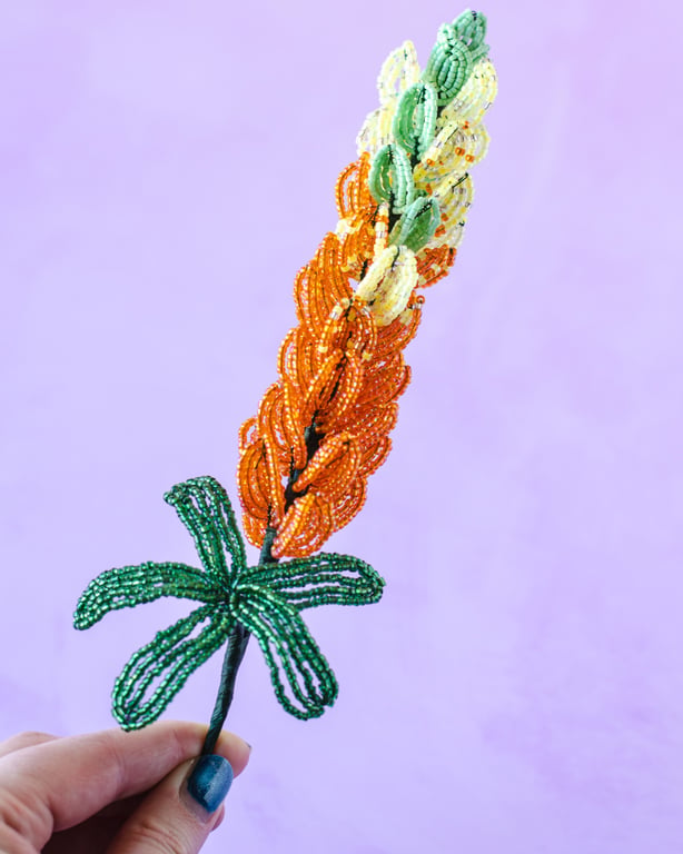 Lupin perleblomst