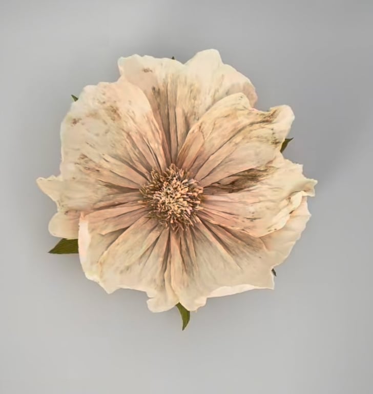 Blomst med store, lyse, støvede beige kronblade set oppefra på grå baggrund.