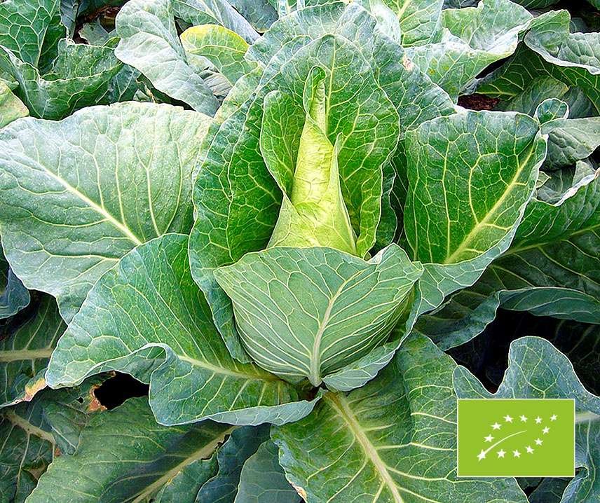 Nærbillede af grøn kålplante med økologisk mærkat nederst til højre.