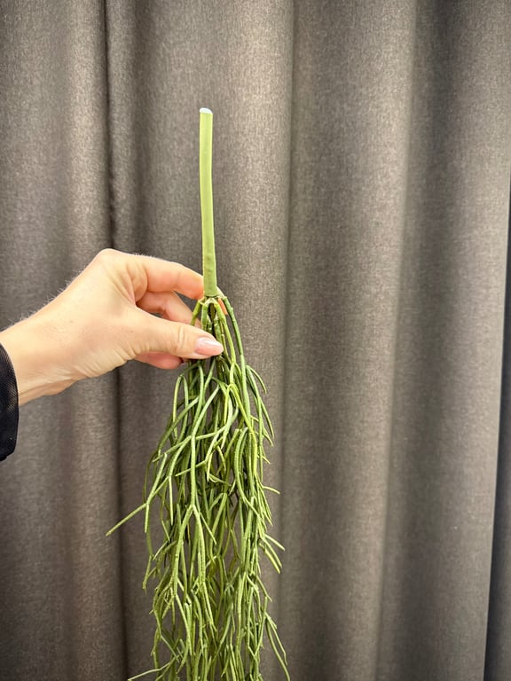 Phisalis hænge  billede 5