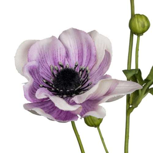 Anemone lys lilla (2)