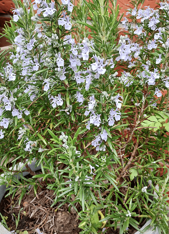 URTE LAGERET  Find de urter du mangler i variationer !