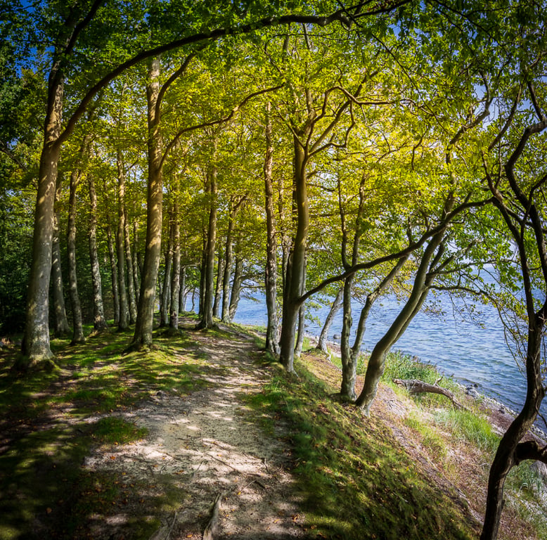 Guldalder ved Strandskoven ved Fakse Ladeplads