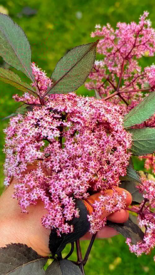 Rød hyld, 25% vol., årgang 2025 (3)