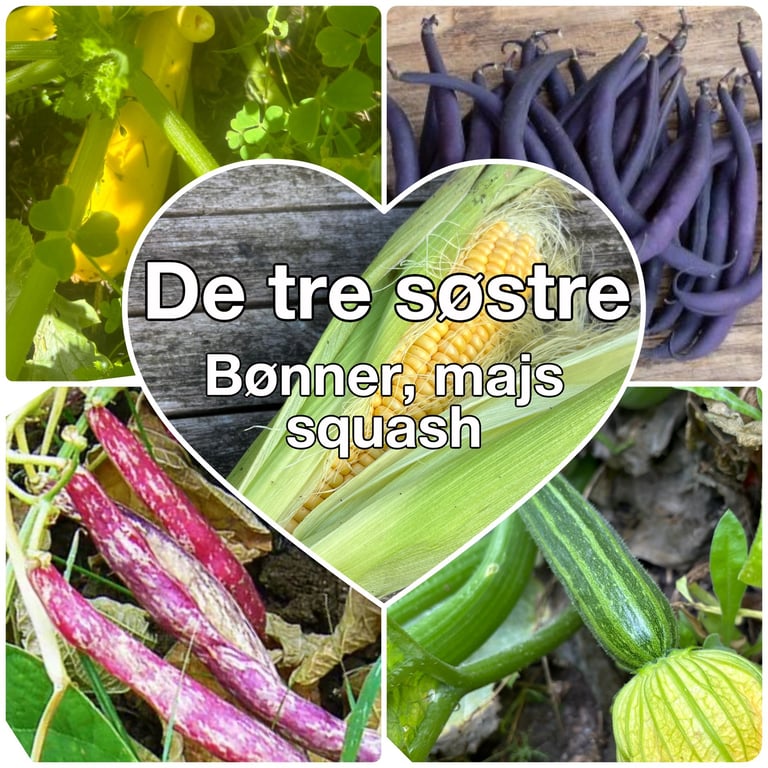 Collage med billeder af gule squash, lilla bønner, røde bønner, grøn squash og en majskolbe med teksten "De tre søstre Bønner, majs, squash" i et hjerteformet område i midten.