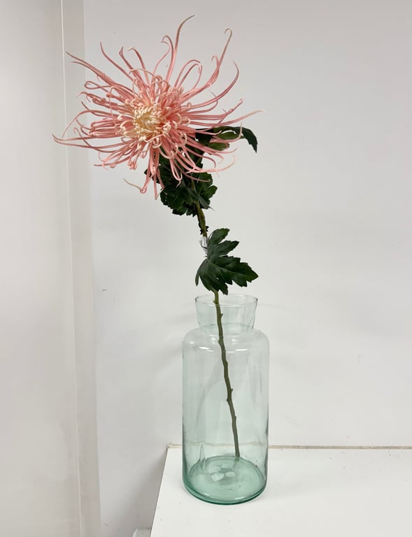Spider chrysanthemum 