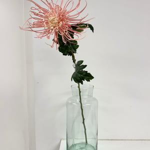 Spider chrysanthemum  – produktbillede