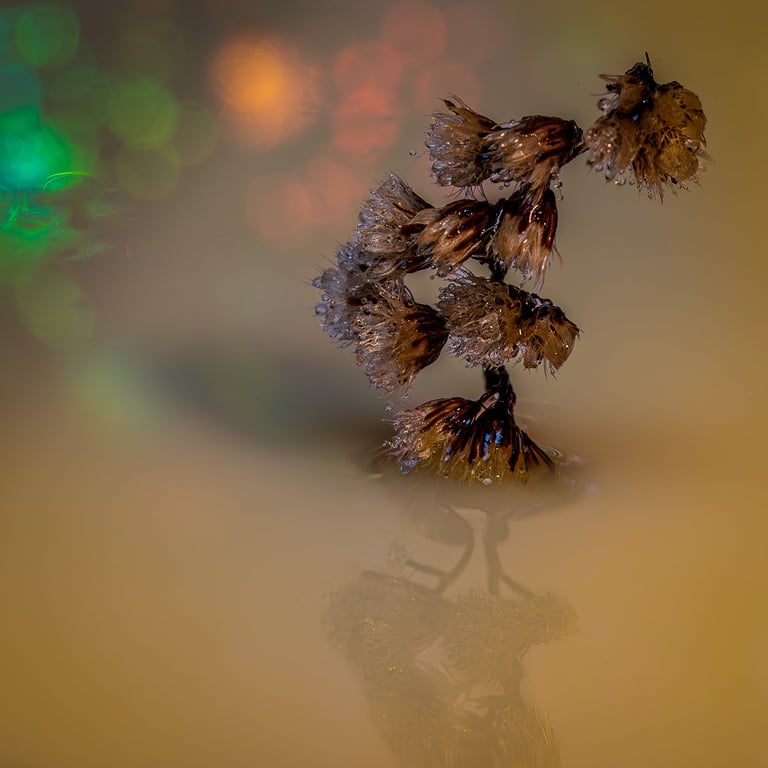 Et makro kunstfoto af en lille Stor Troldel gren i spændende farver