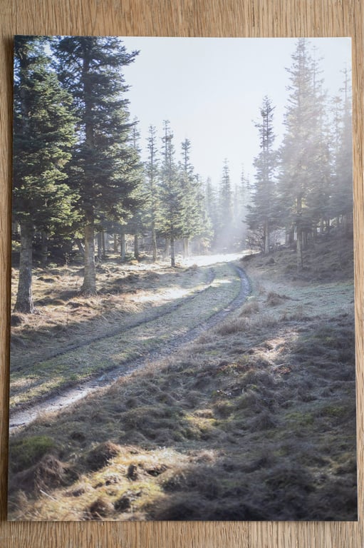 Morgenlys over Lindum skov