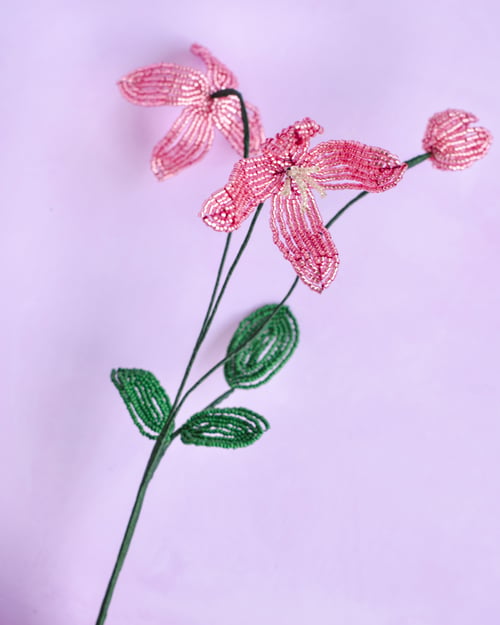 Rosa Klematis