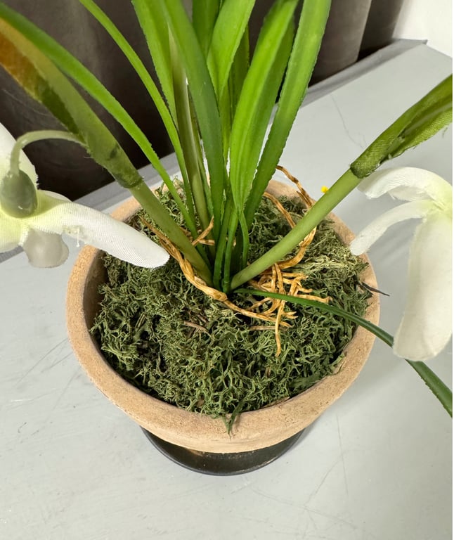 Rensdyr mos  billede 5