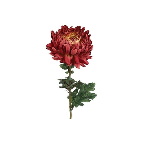 Chrysanthemum lys bordeaux