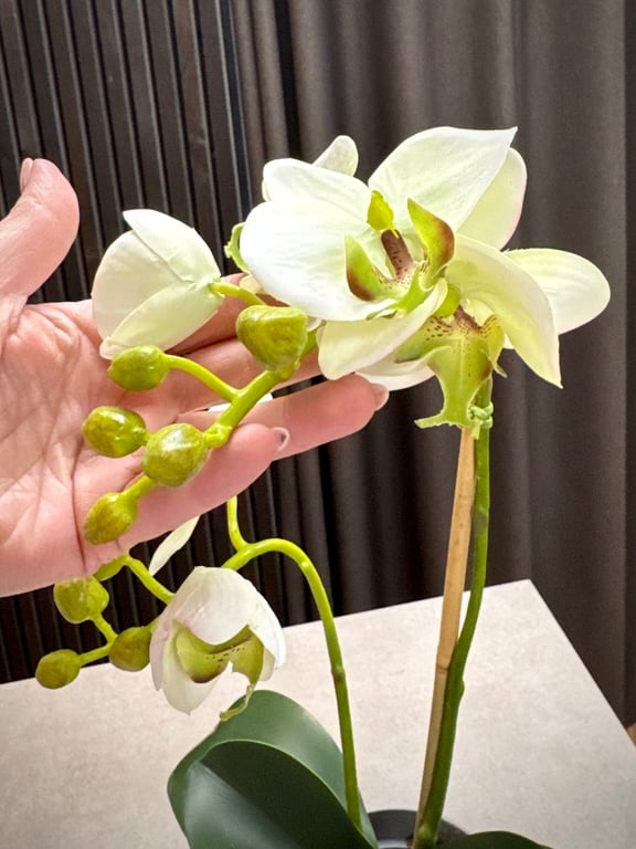 Orkidé hvid lille billede 2