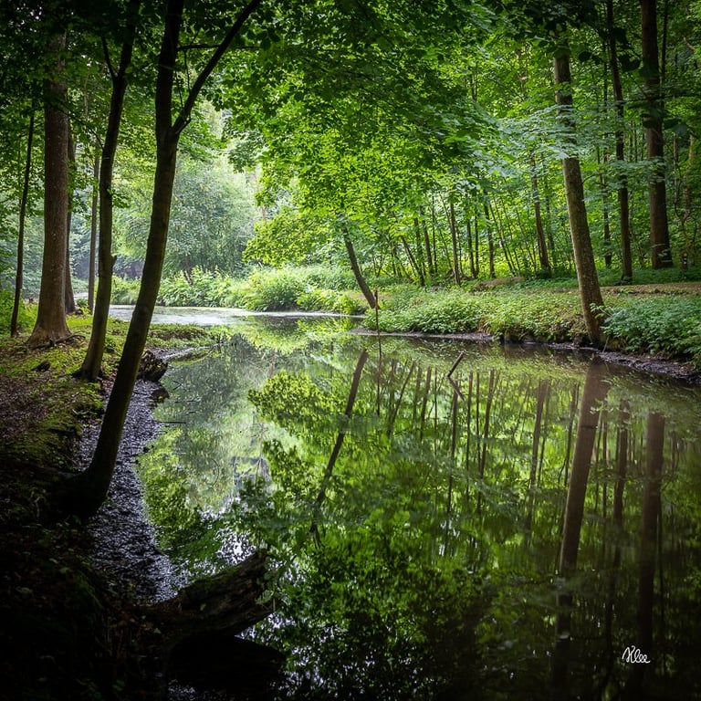 En smuk skovsø i Krageskoven ved Liselund på Møn 