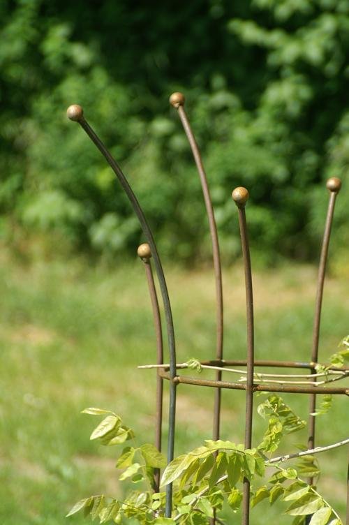 Espalier med kuglespids billede 2