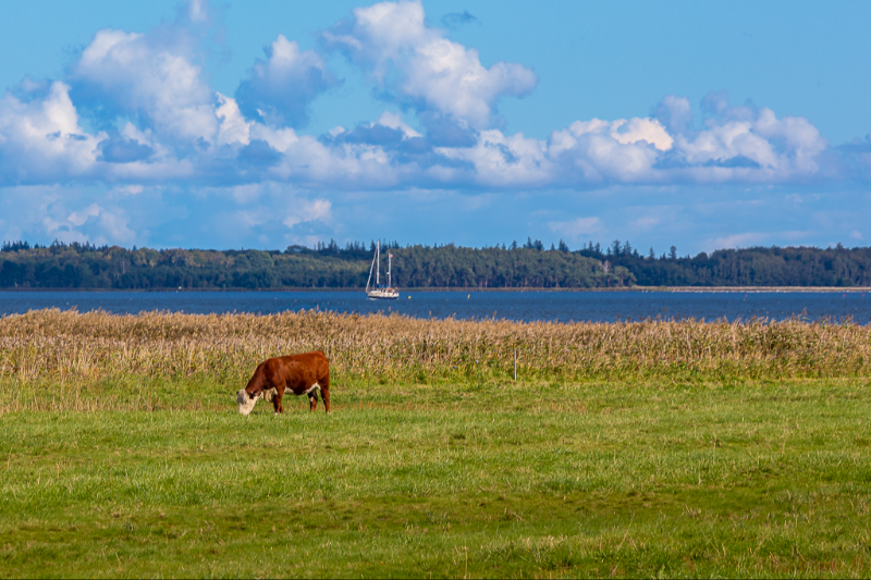 En ko på marken ved Præstø overdrev 
