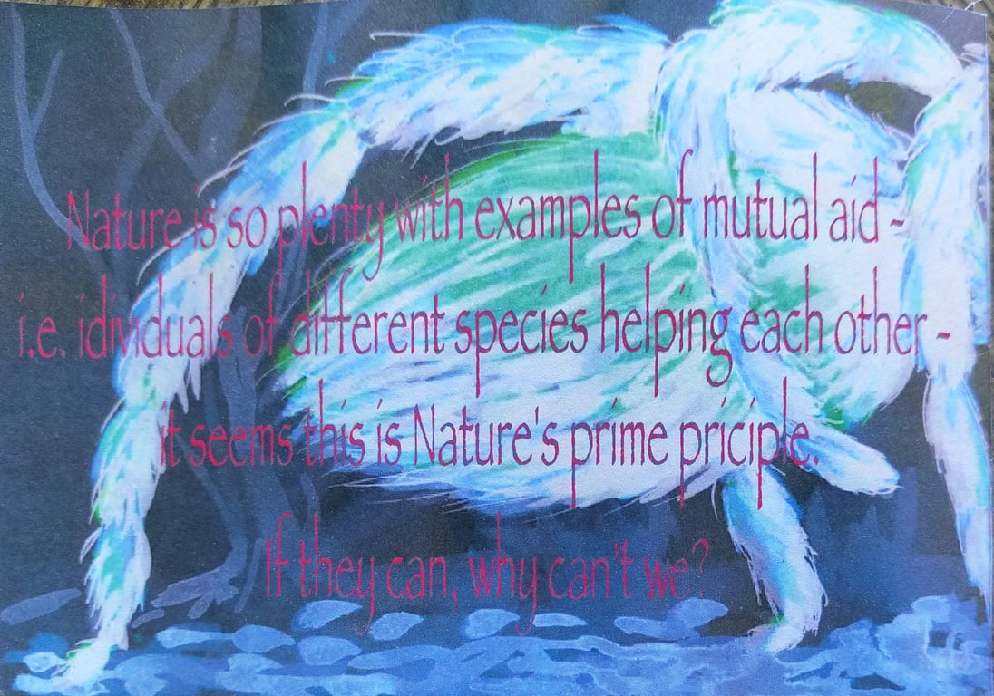 Spider &amp; Frog billede 3