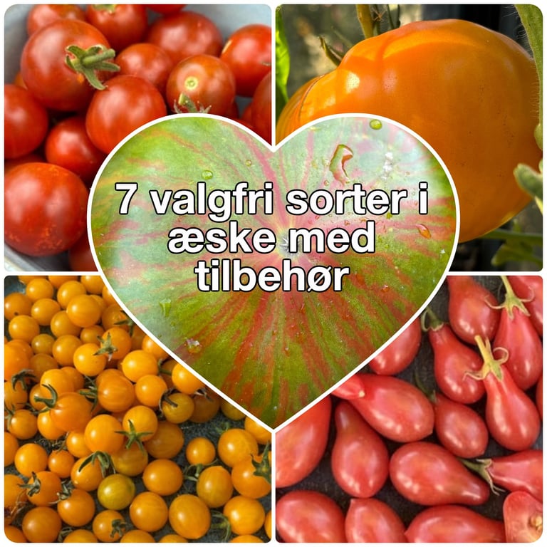 Collage med fire billeder af forskellige tomatsorter i rød, orange og gul farve, med en hjerteformet tekstboks i midten hvor der står "7 valgfri sorter i æske med tilbehør".