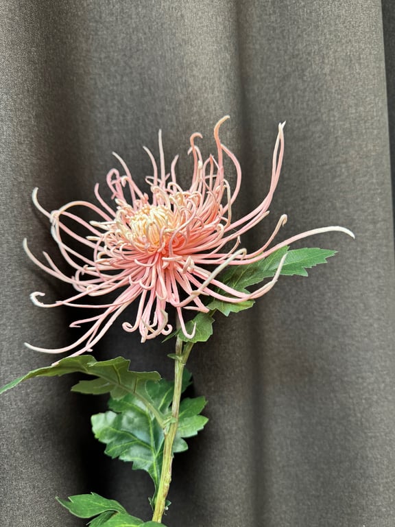 Spider chrysanthemum  billede 3