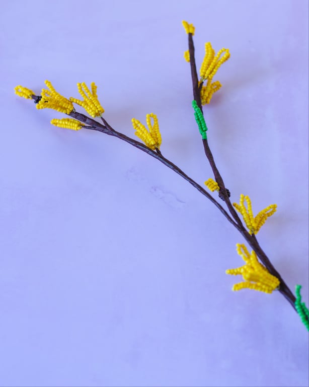 Forsythia billede 4