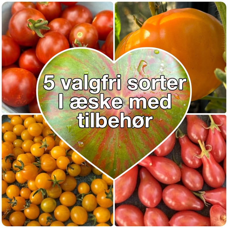 Billede af fire forskellige tomatsorter i collage med tekst i hjerteformet felt: "5 valgfrie sorter I æske med tilbehør".