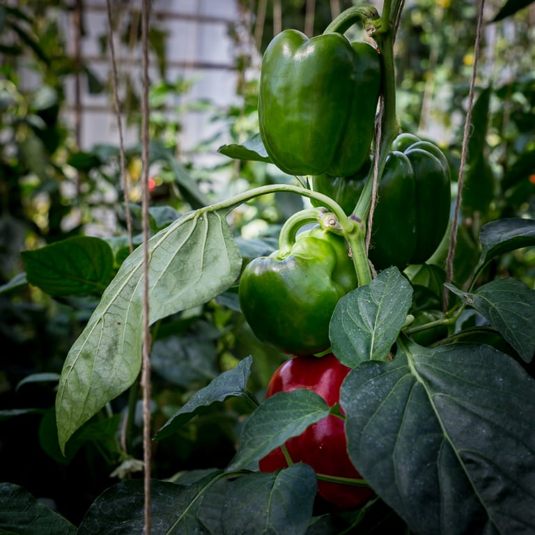 Peberfrugter i et drivhus