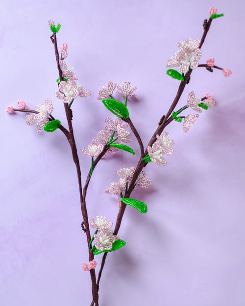 Kirsebærblomst gren