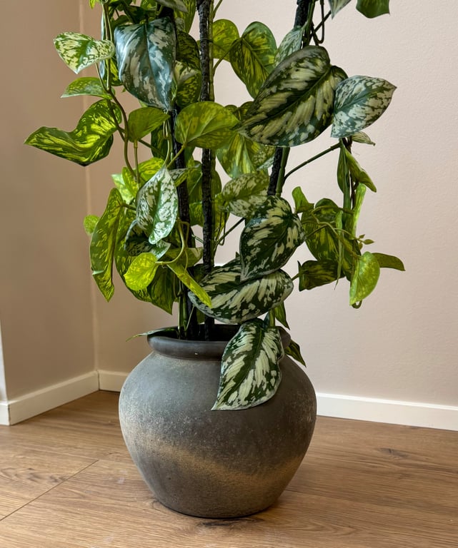 Opstammet plante billede 3