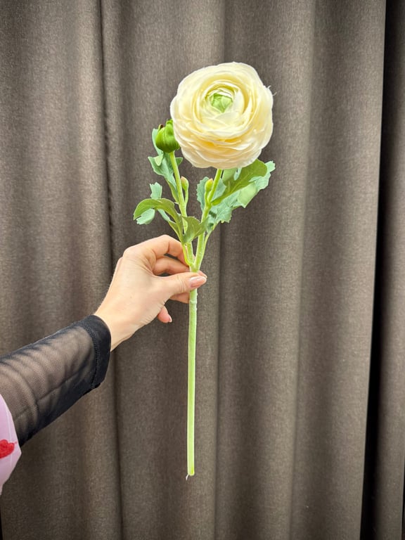 Ranunkel creme  billede 4