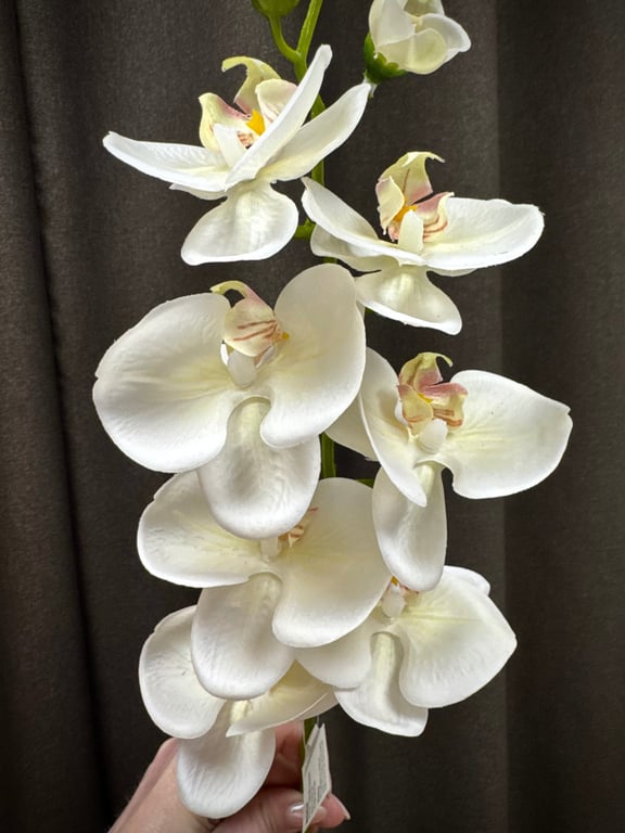 Orkidé stilk hvid  billede 2