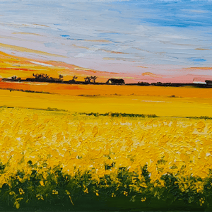 Solnedgang over rapsmarker. 24*18 – produktbillede