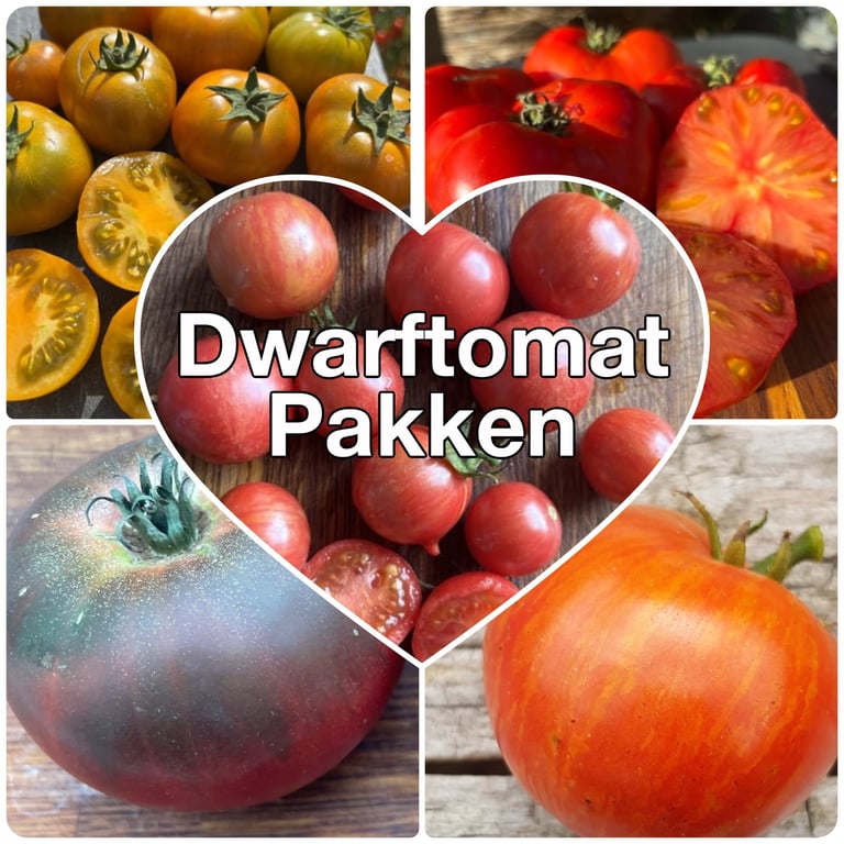 Billede med forskellige sorter af små tomater i flere farver arrangeret i en collage med teksten "Dwarftomat Pakken" i midten.
