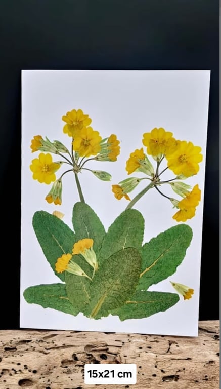 Primula kort