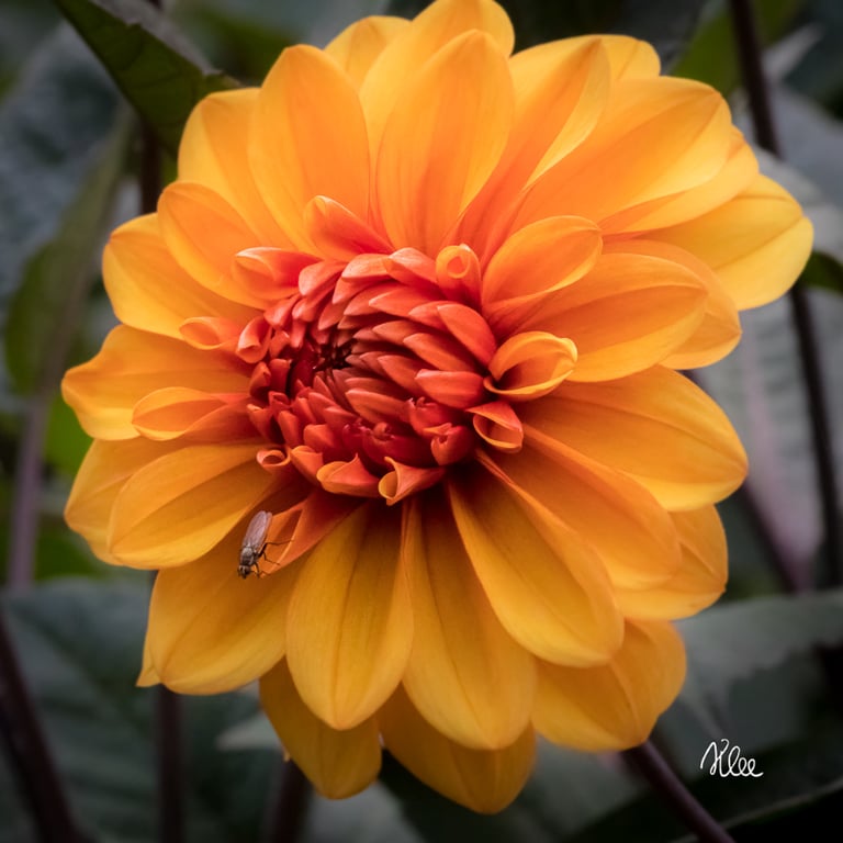 Foto af en smuk Dahlia blomst tæt på