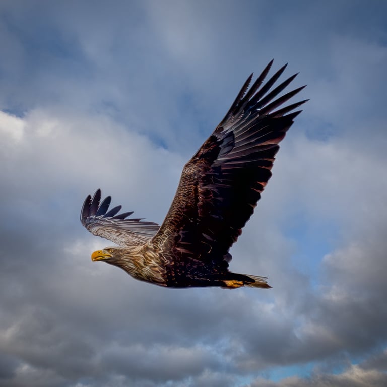 MELLEM HIMMEL OG HAV: ET ØJEBLIK MED HAVØRNEN 