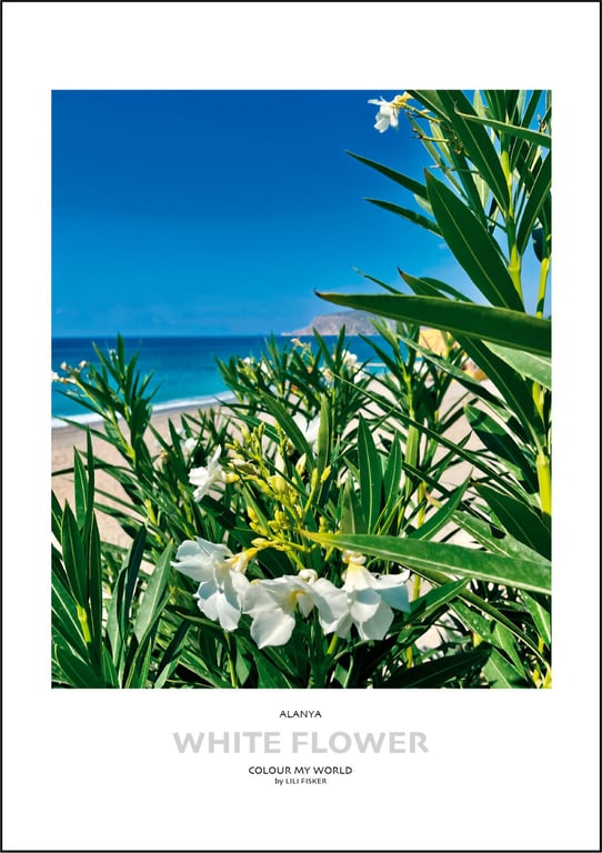 White Flower - Alanya billede 2