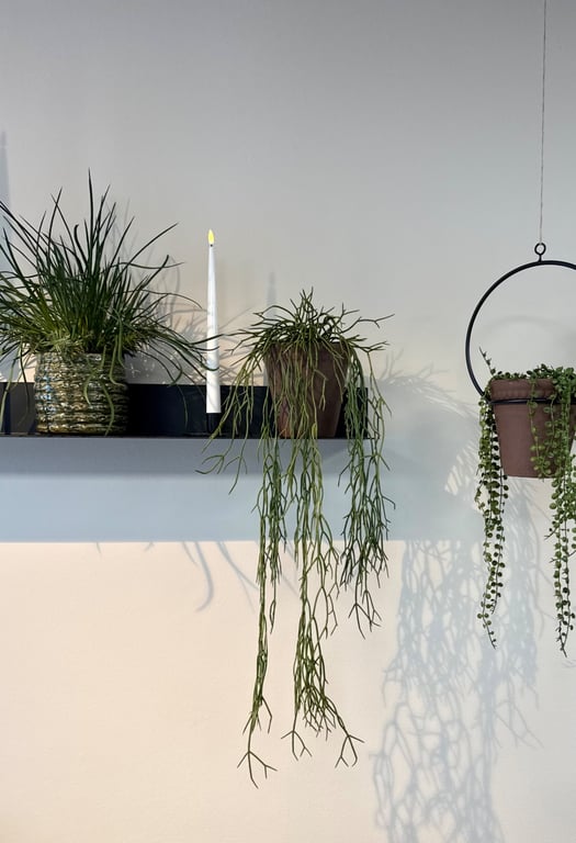 Phisalis hænge  billede 4