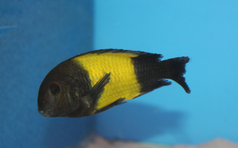VF Tropheus Ikola "Kalugunga"