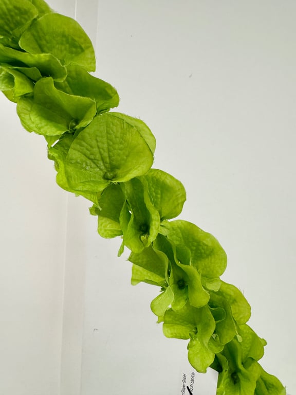 Grøn klokke billede 2