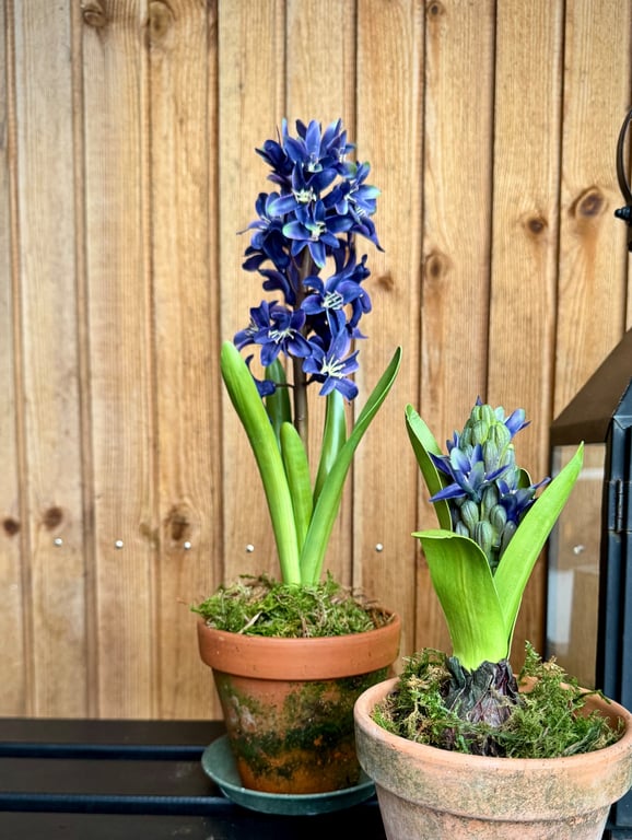 Hyacint blå billede 5