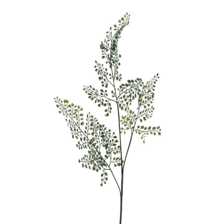 En gren med små, grønne blade mod hvid baggrund.