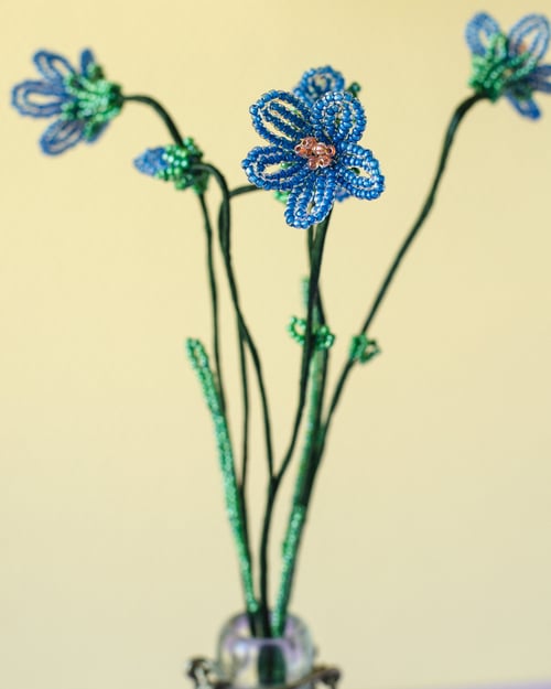 Blå perleblomst (7)