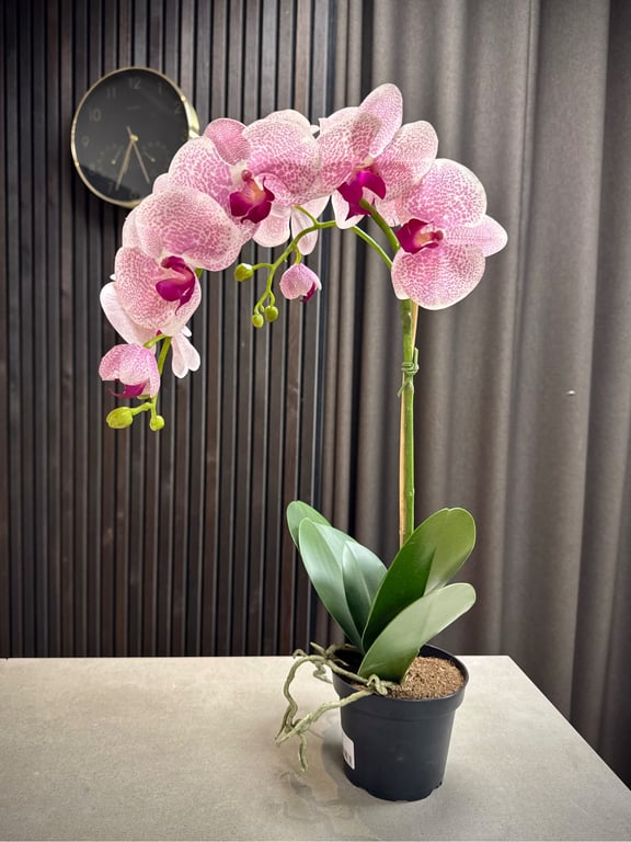 Orkidé pink stor billede 4