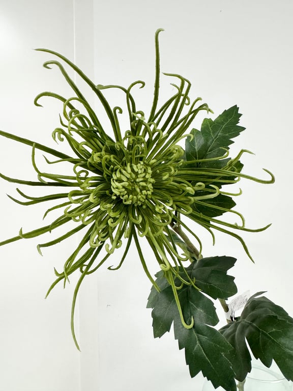 Spider chrysanthemum grøn billede 2