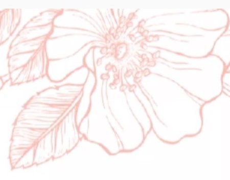 Tegning af en stor blomst med flere kronblade og blade i en sart lyserød tone.