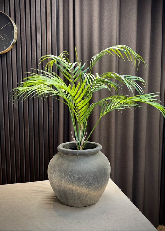 Palme plante  billede 2